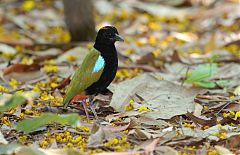 Rainbow Pitta